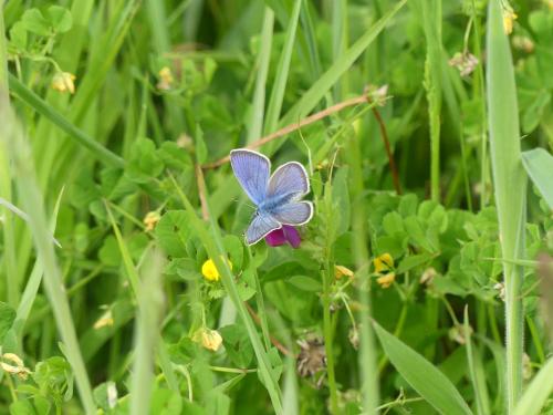 Réf. 301 975 : Cyaniris semiargus
